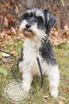Gidget