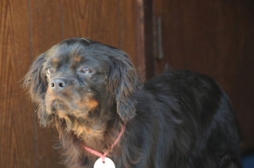 NEW TO RESCUE