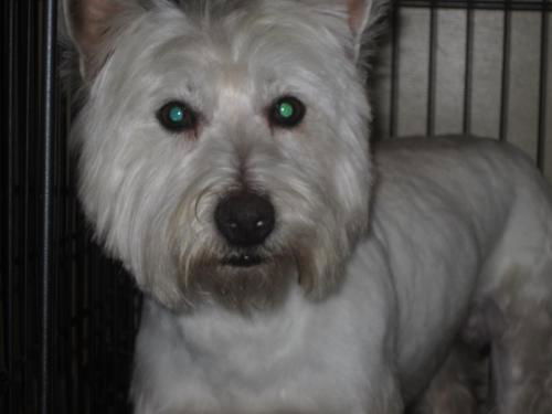 NEW.... FOSTER HOME NEEDED