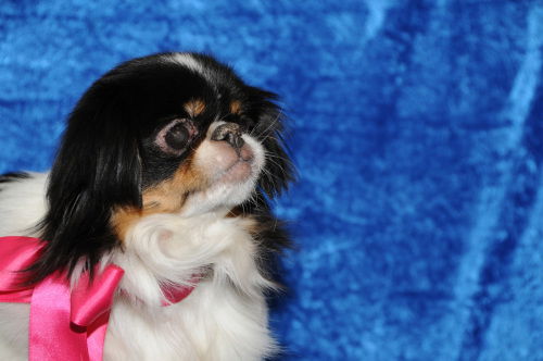 Gertie