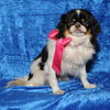 Gertie
