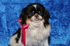 Gertie