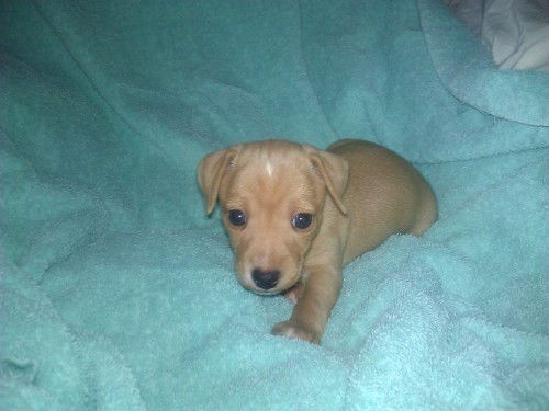 New Puppies