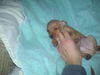 New Puppies
