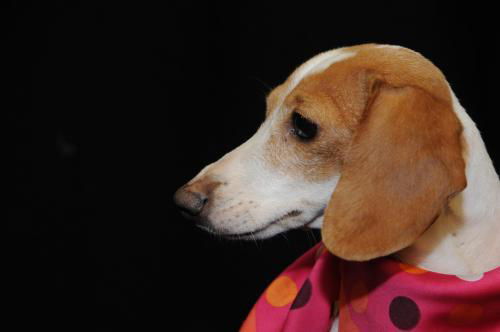 Penny