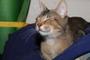 Tabitha
