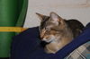 Tabitha