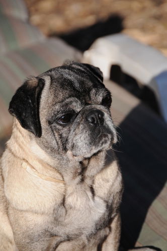 Gertie