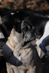 Gertie