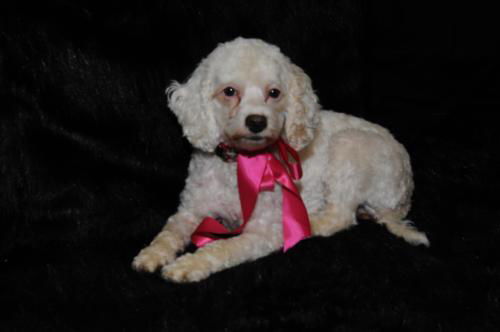 Nellie