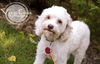 Nellie