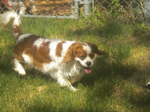 Percy
