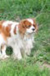 Percy