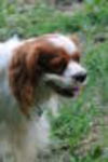 Percy