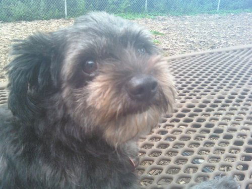 Gherkin Schnoodle