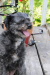 Gherkin Schnoodle