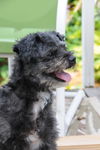 Gherkin Schnoodle