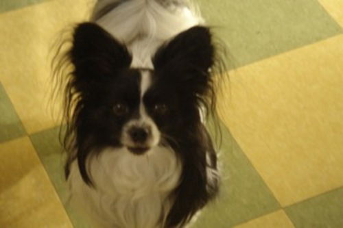 Rascal