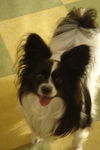 Rascal