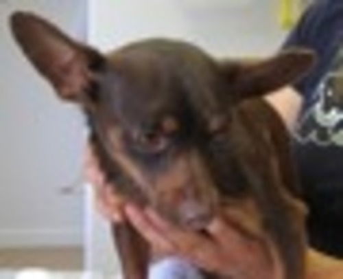 Ramone