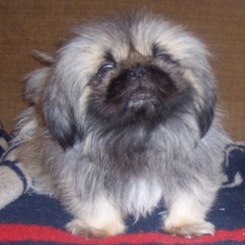 Pepper