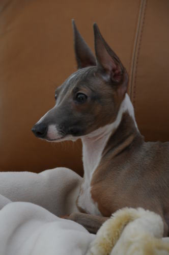 Jack