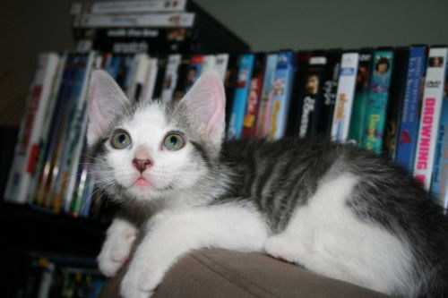 Otis