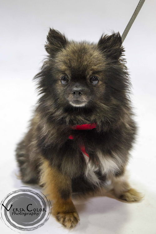 Gidget
