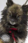 Gidget