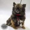 Gidget