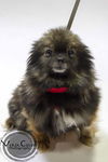 Gidget