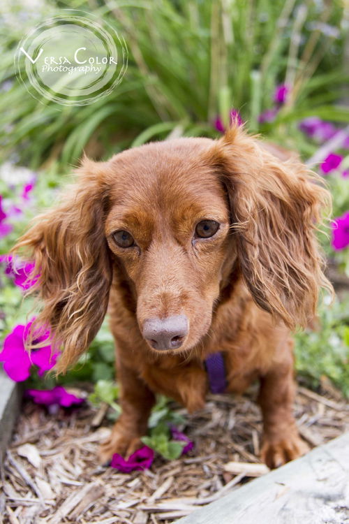 Reba