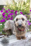 Tabitha