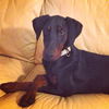 Otto