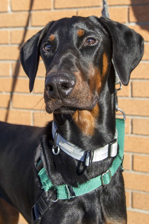 Otto
