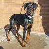 Otto