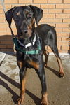 Otto