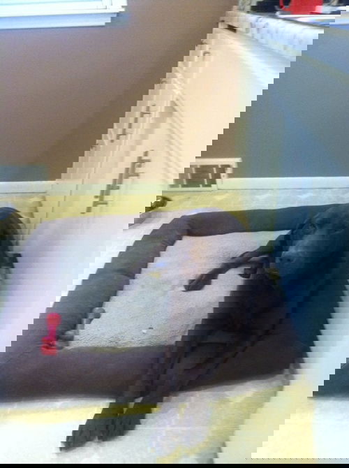 Nougat