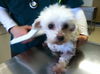 Gertie