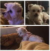 Gertie