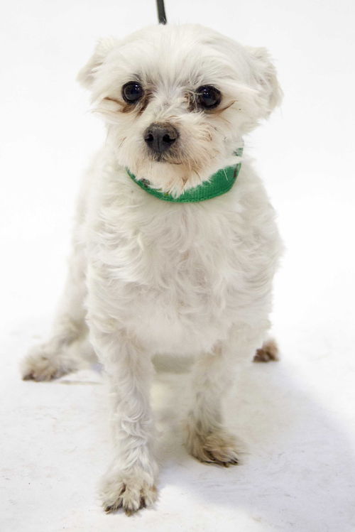 Gertie