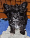 Babette