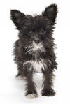 Babette