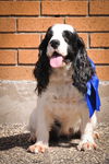 Otto