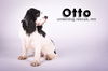 Otto