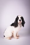 Otto