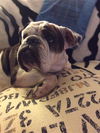 Gertrude