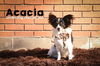 Acacia