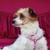 Tabitha