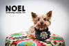 Noel